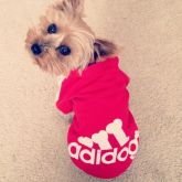 T-shirt Adidog para pets